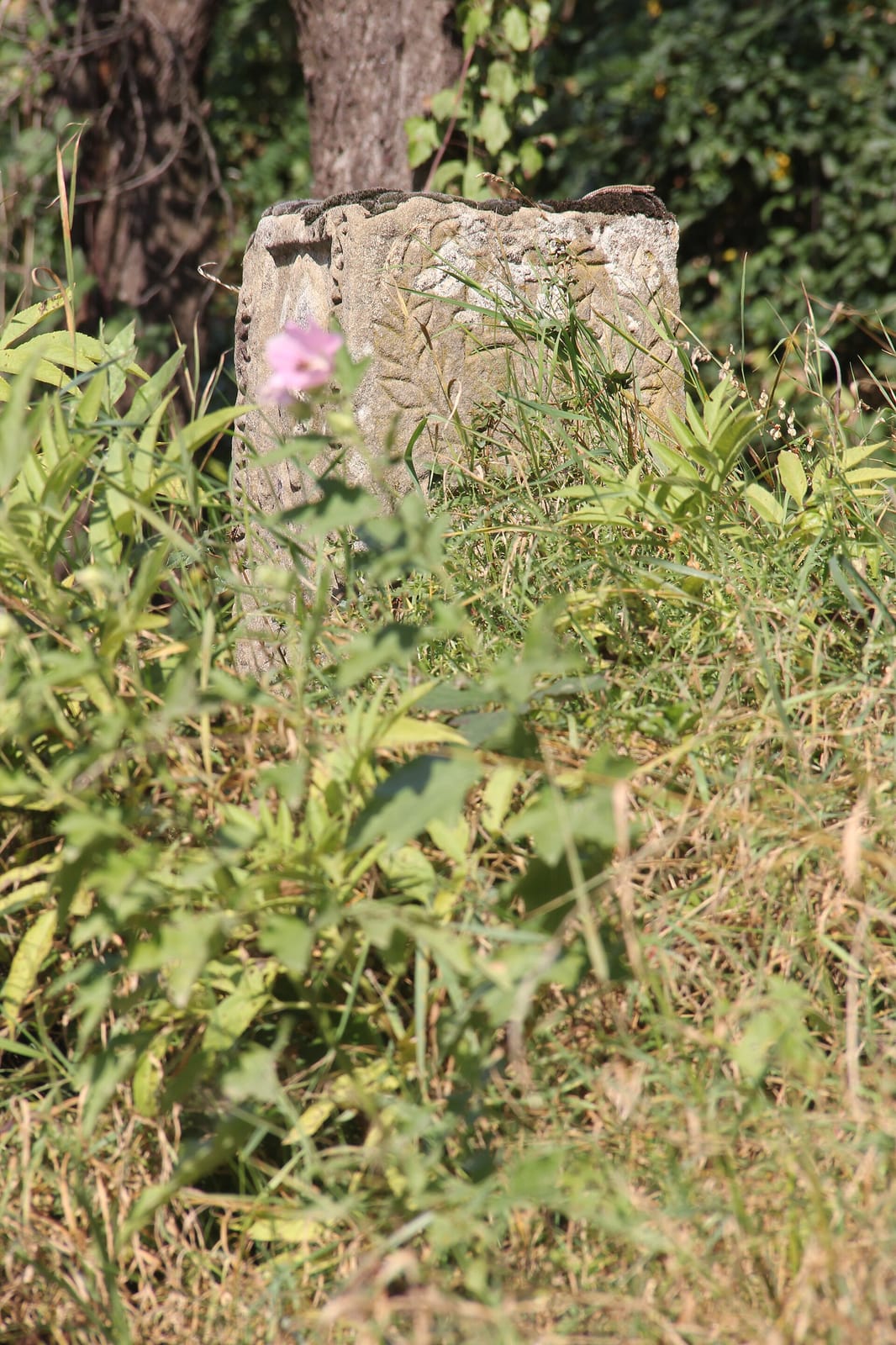 Ogi