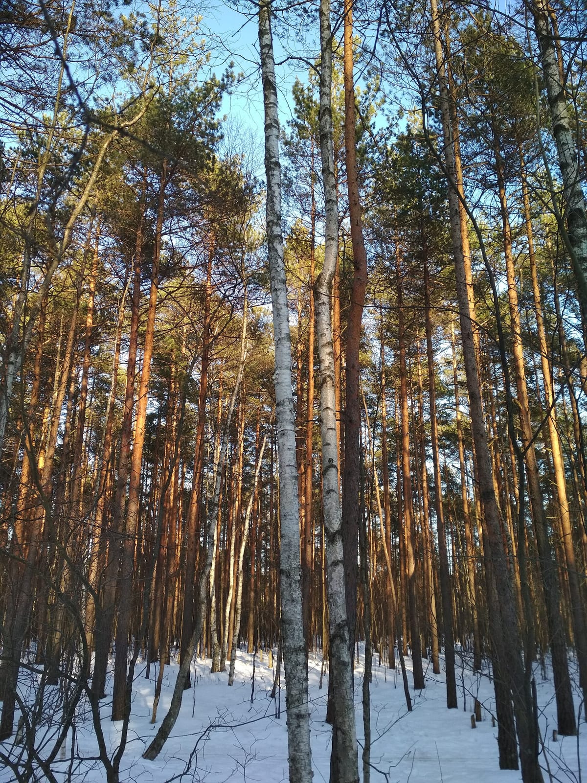 Forest photo 2