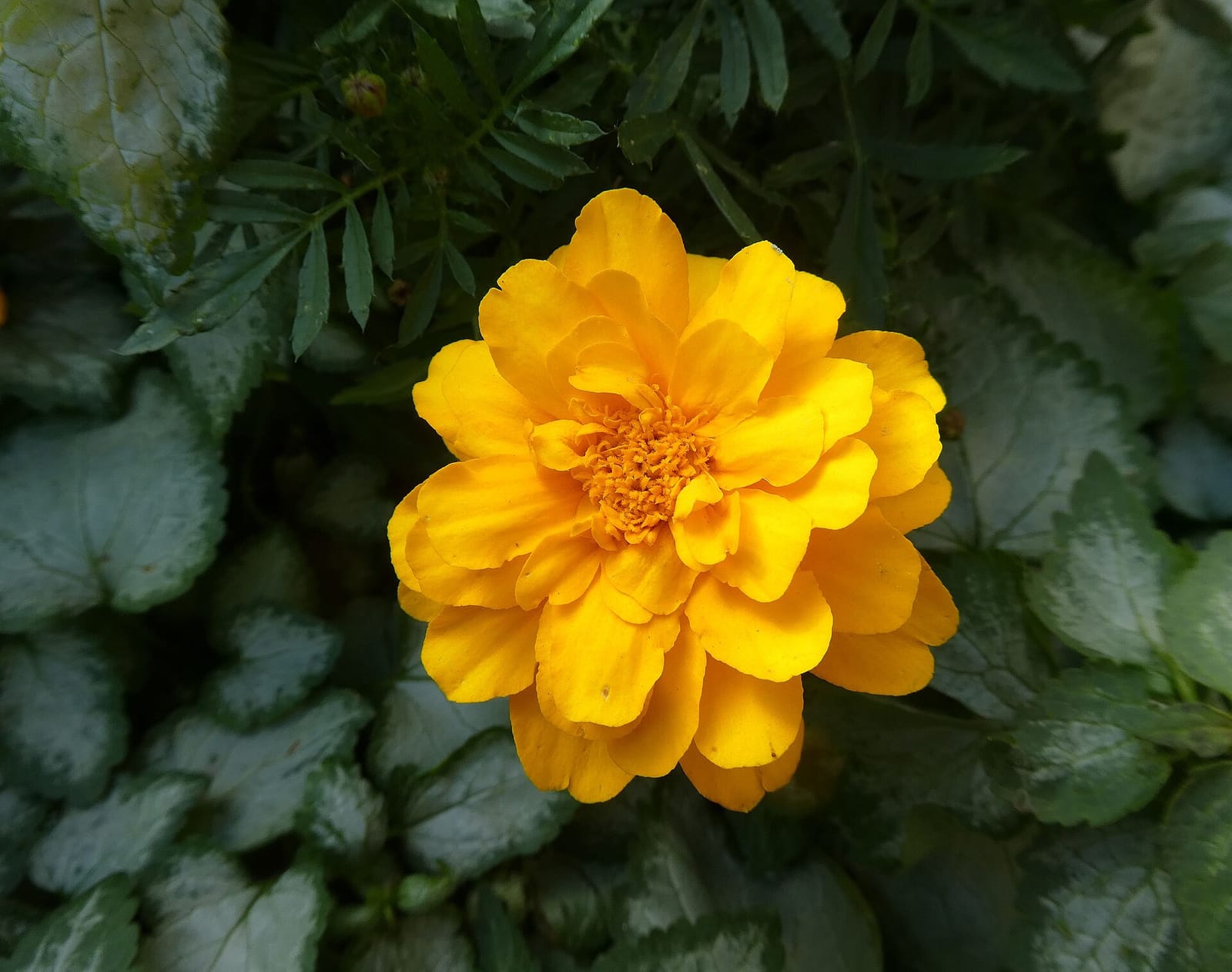 Risole photo 4