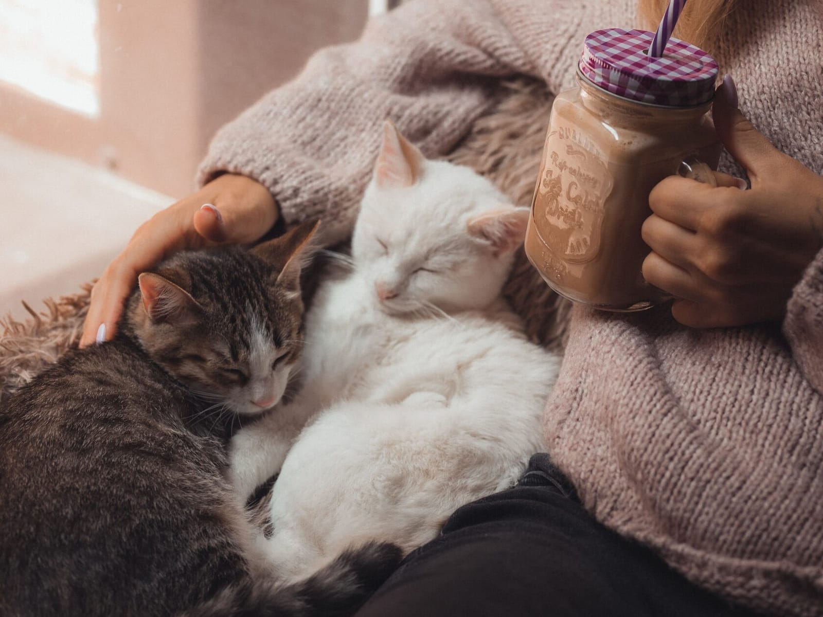 Котокафе Murchim photo 2