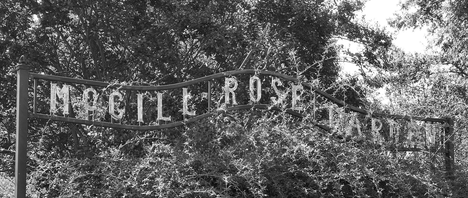 Rosie's Coffee & Wine Garden photo 2