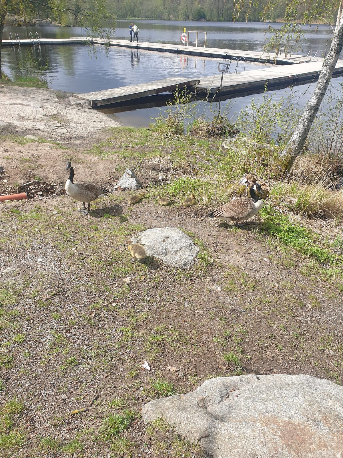 Sjökafeet