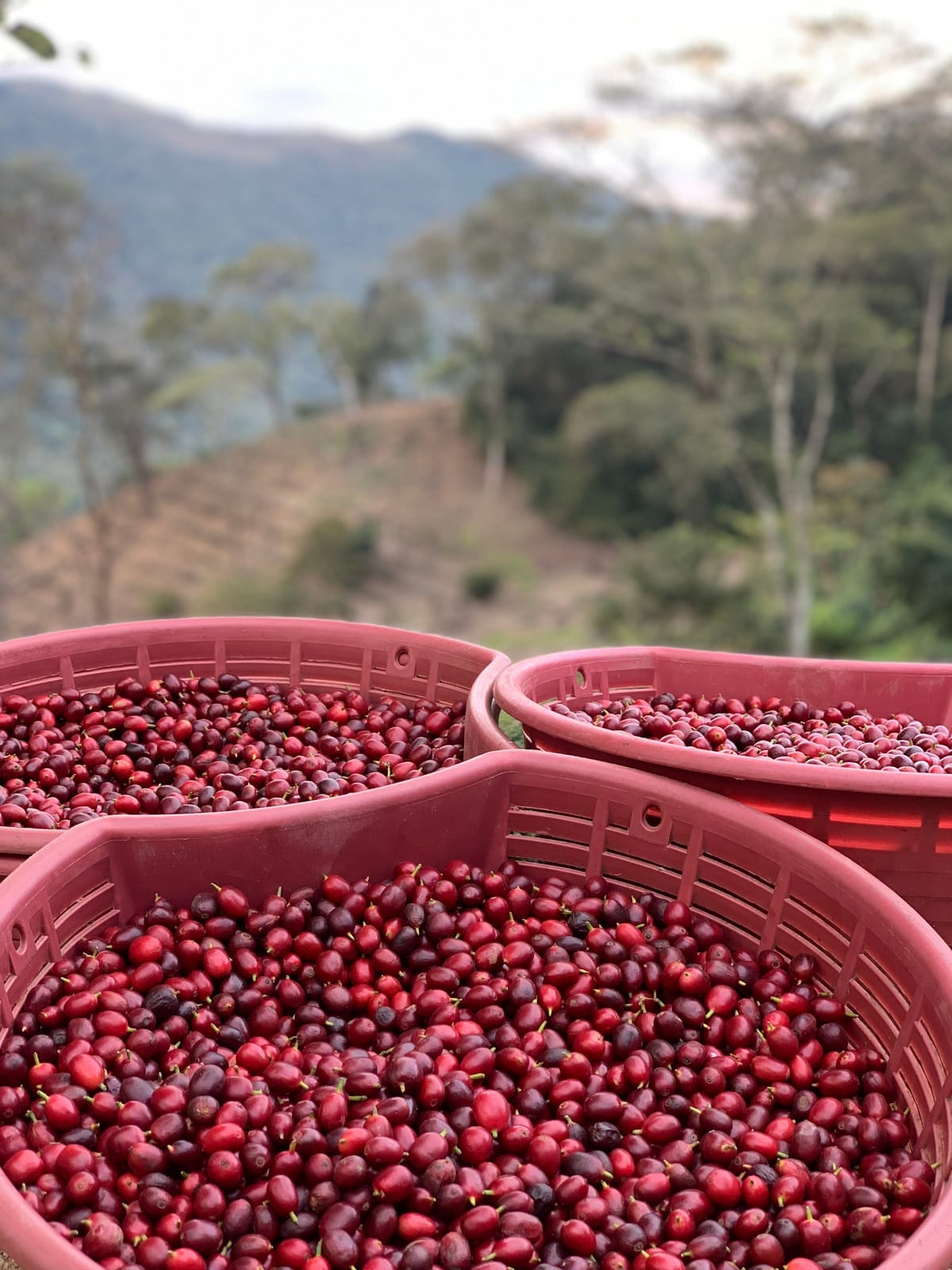 Drop Coffee Roasters photo 5