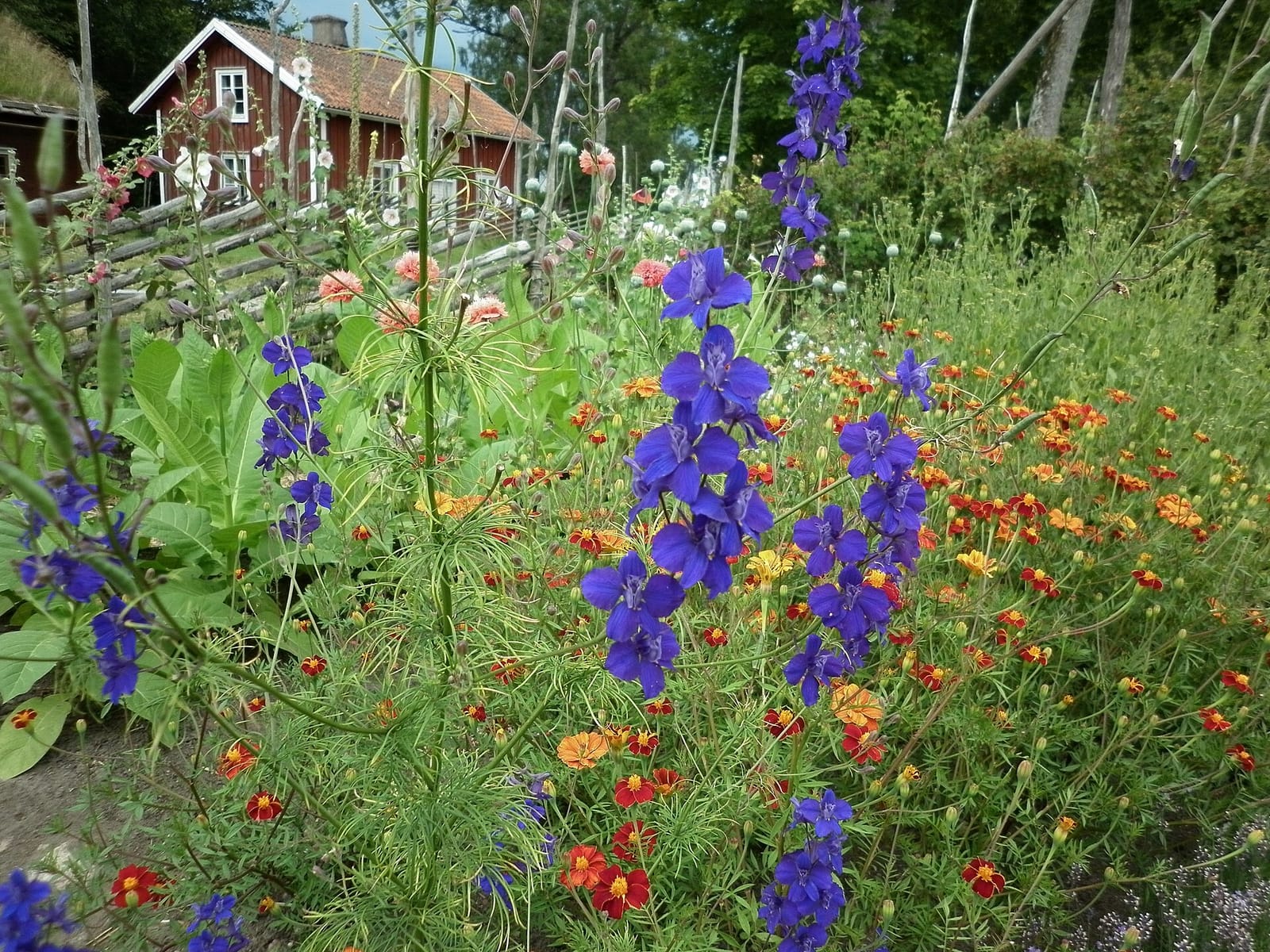 Trädgårdscaféet