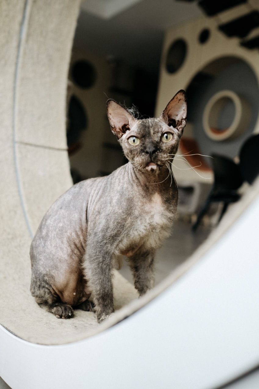 Cat Cafe MON AMI photo 2