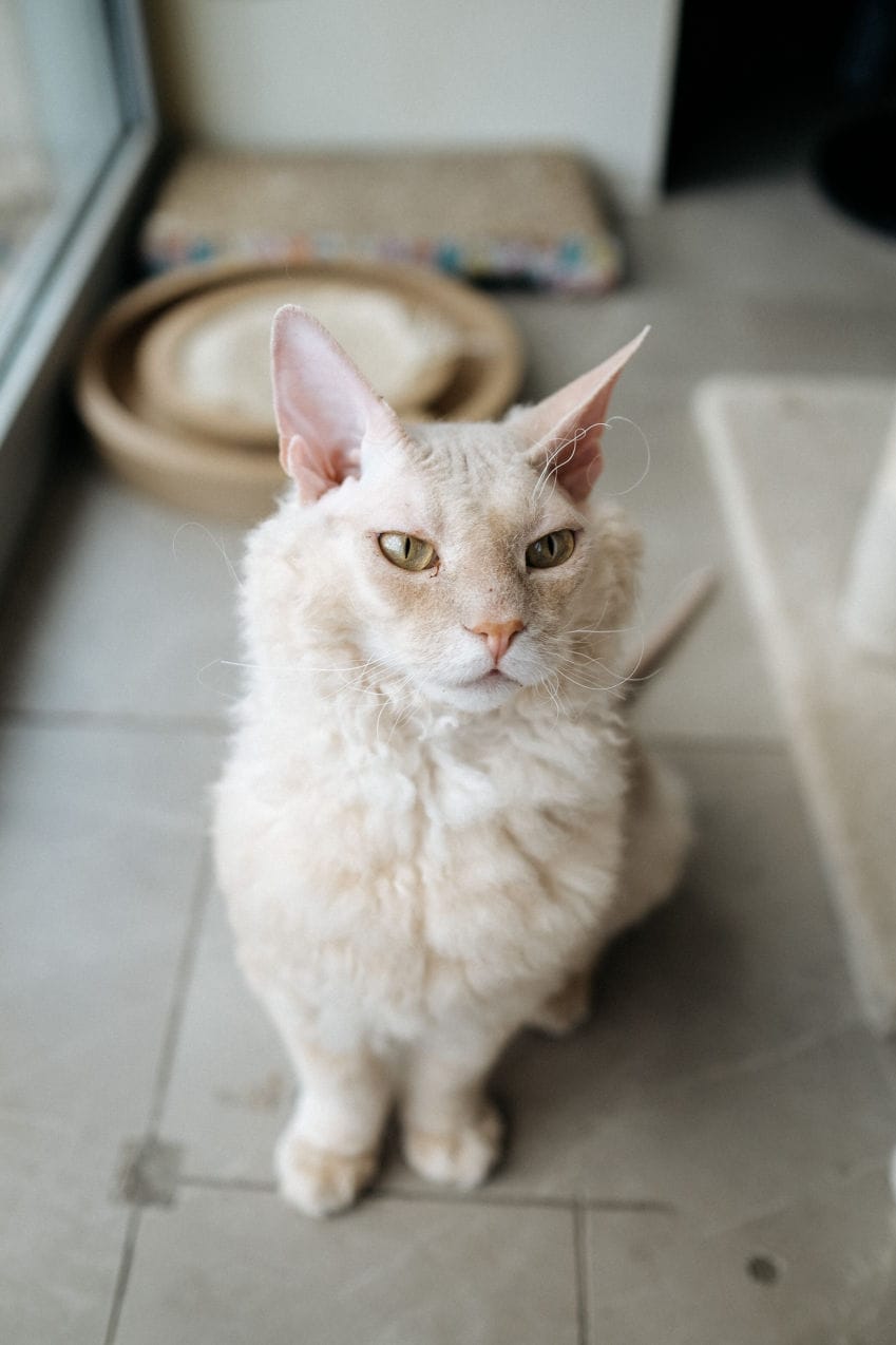 Cat Cafe MON AMI