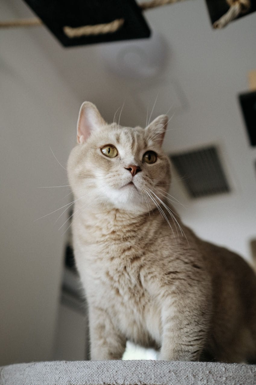 Cat Cafe MON AMI photo 4