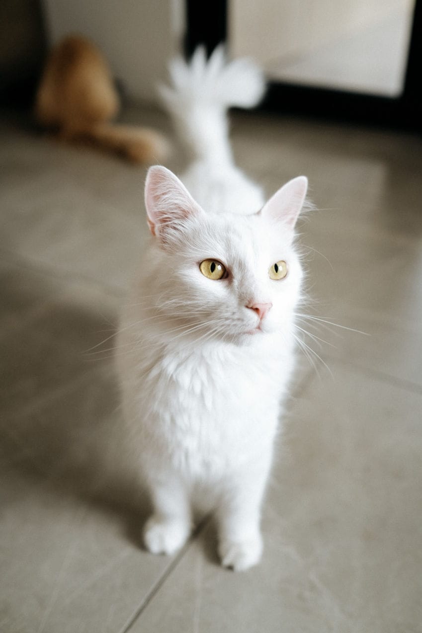 Cat Cafe MON AMI photo 7