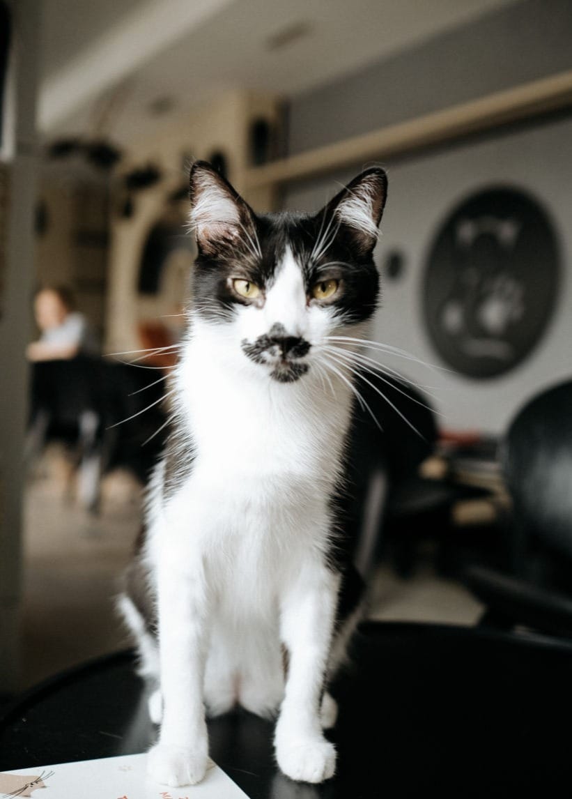 Cat Cafe MON AMI photo 8