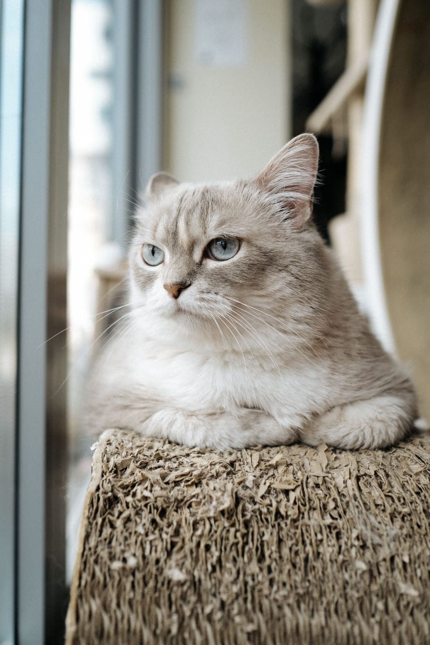 Cat Cafe MON AMI photo 3
