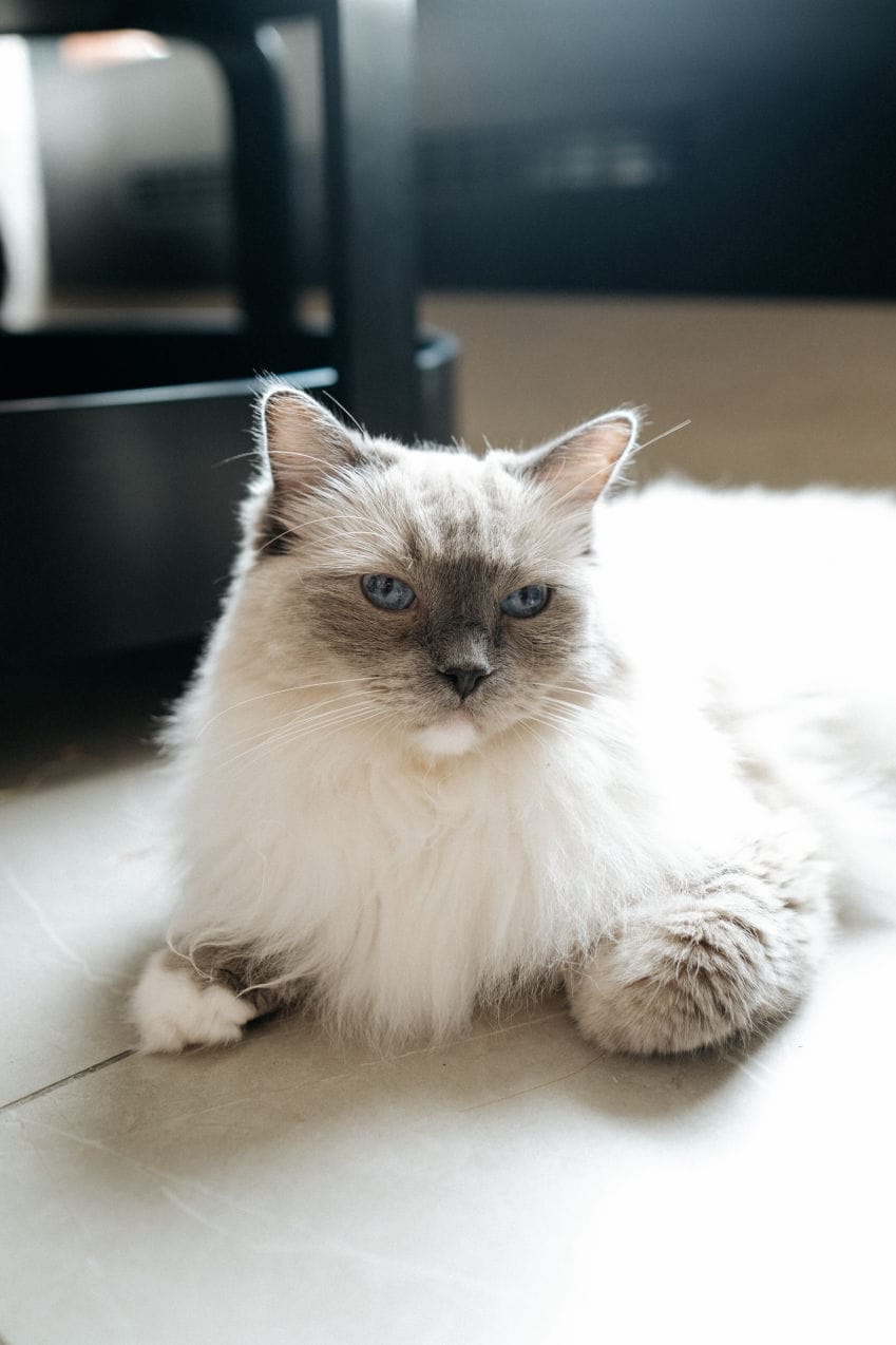 Cat Cafe MON AMI photo 6