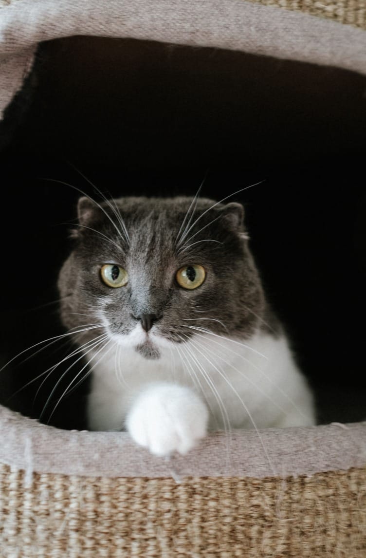 Cat Cafe MON AMI photo 5