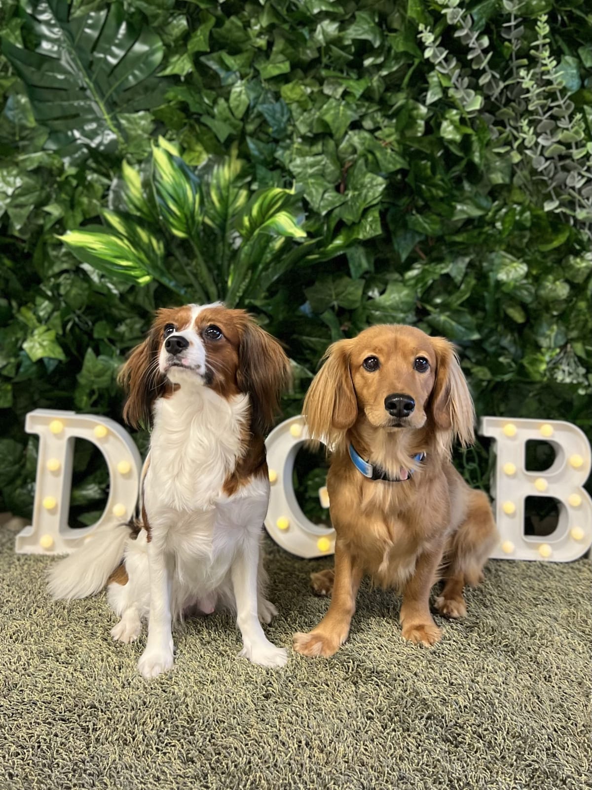 DOG BAR