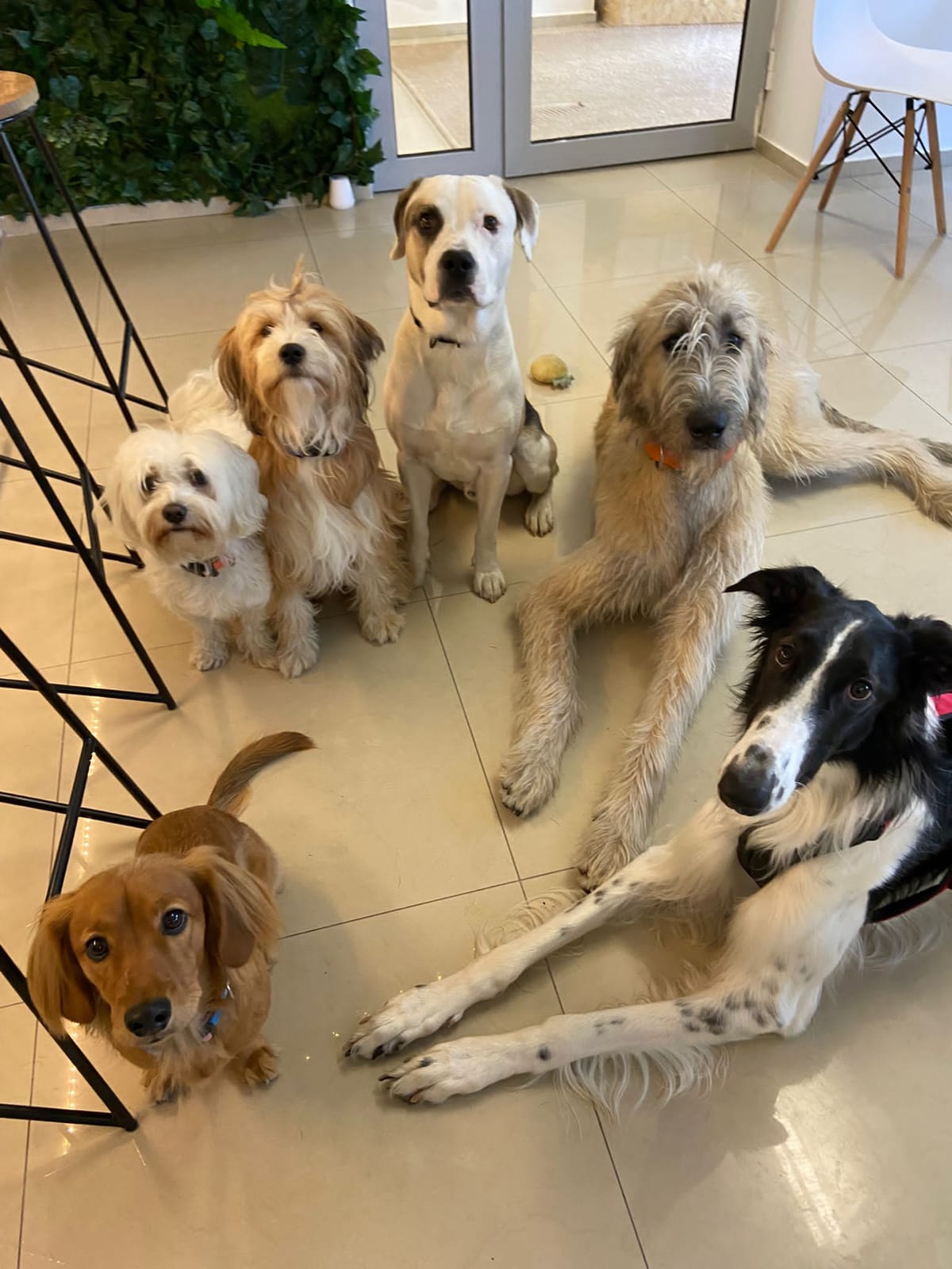 DOG BAR photo 3
