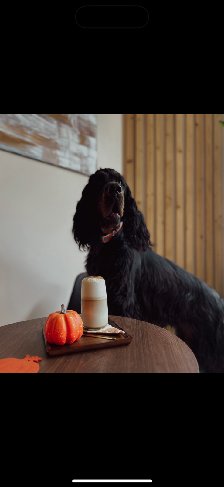 DOG BAR photo 2