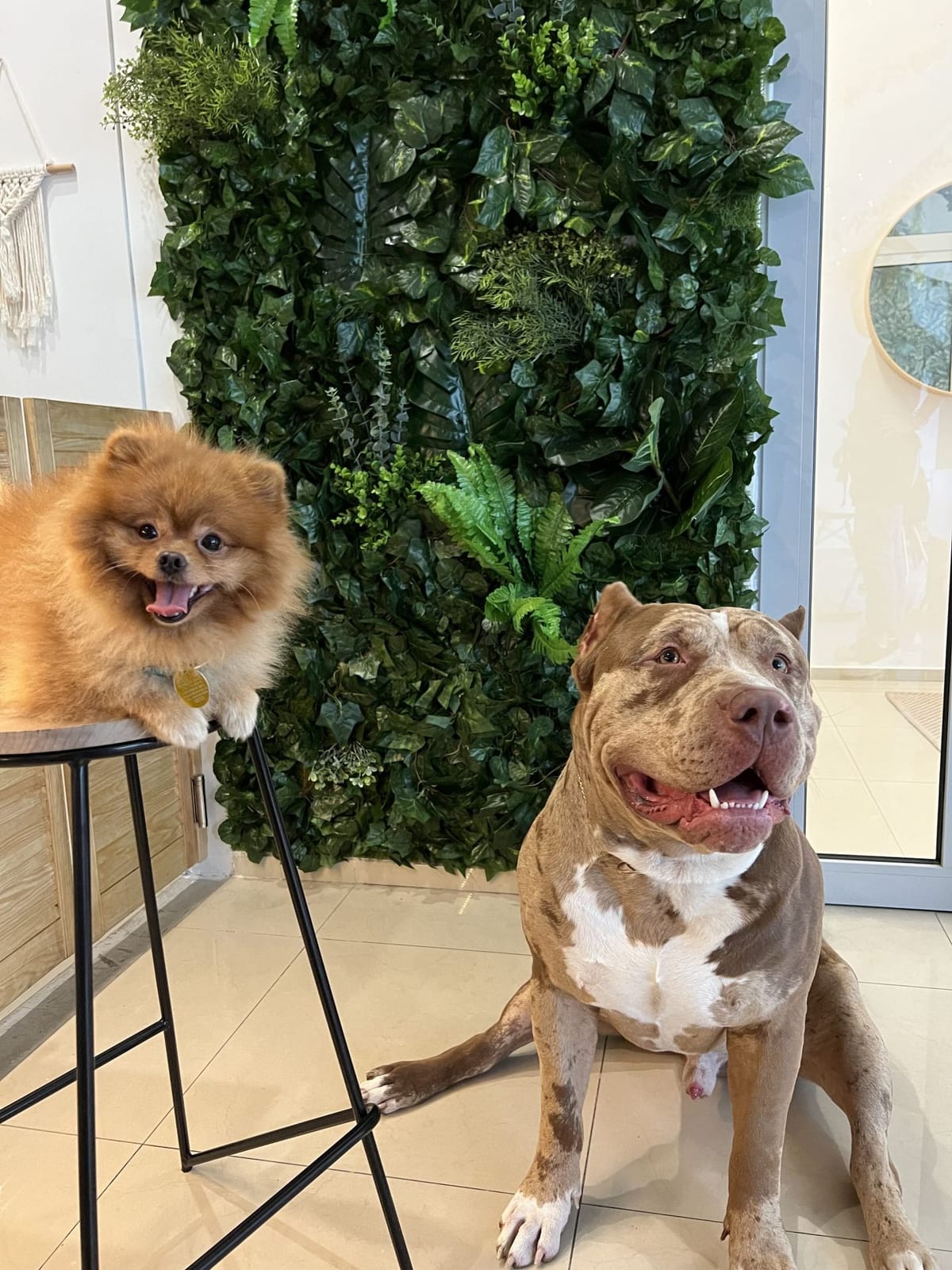 DOG BAR photo 4