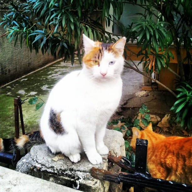 Moda Çikolatacısı photo 4