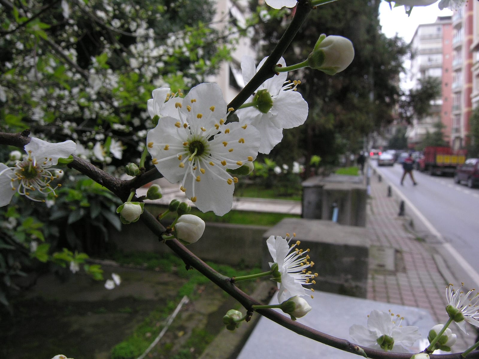 Fiyonk photo 3