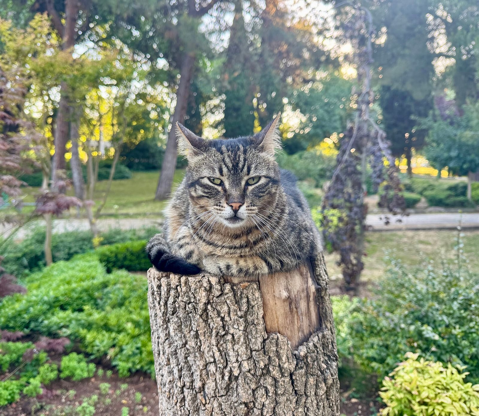 Romantika photo 2