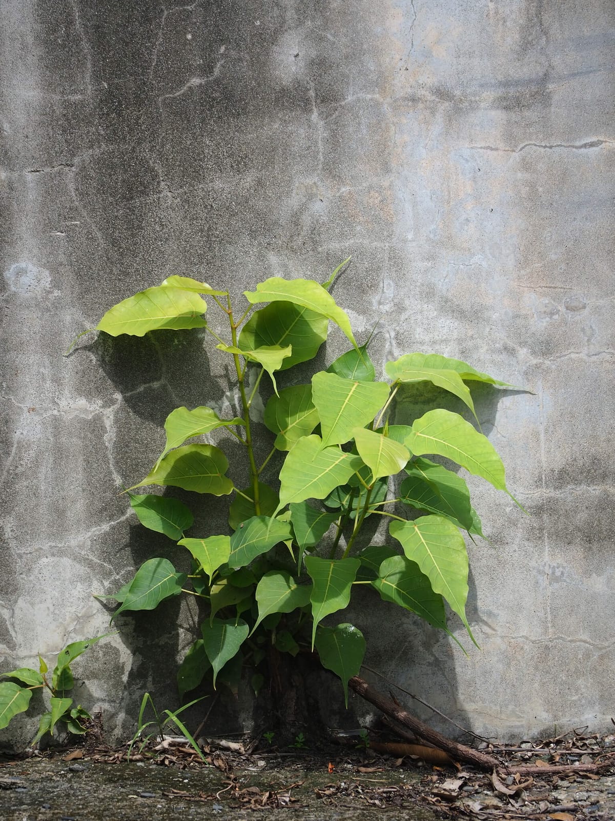 Café & Design • 4c倉庫藝廊 photo 2