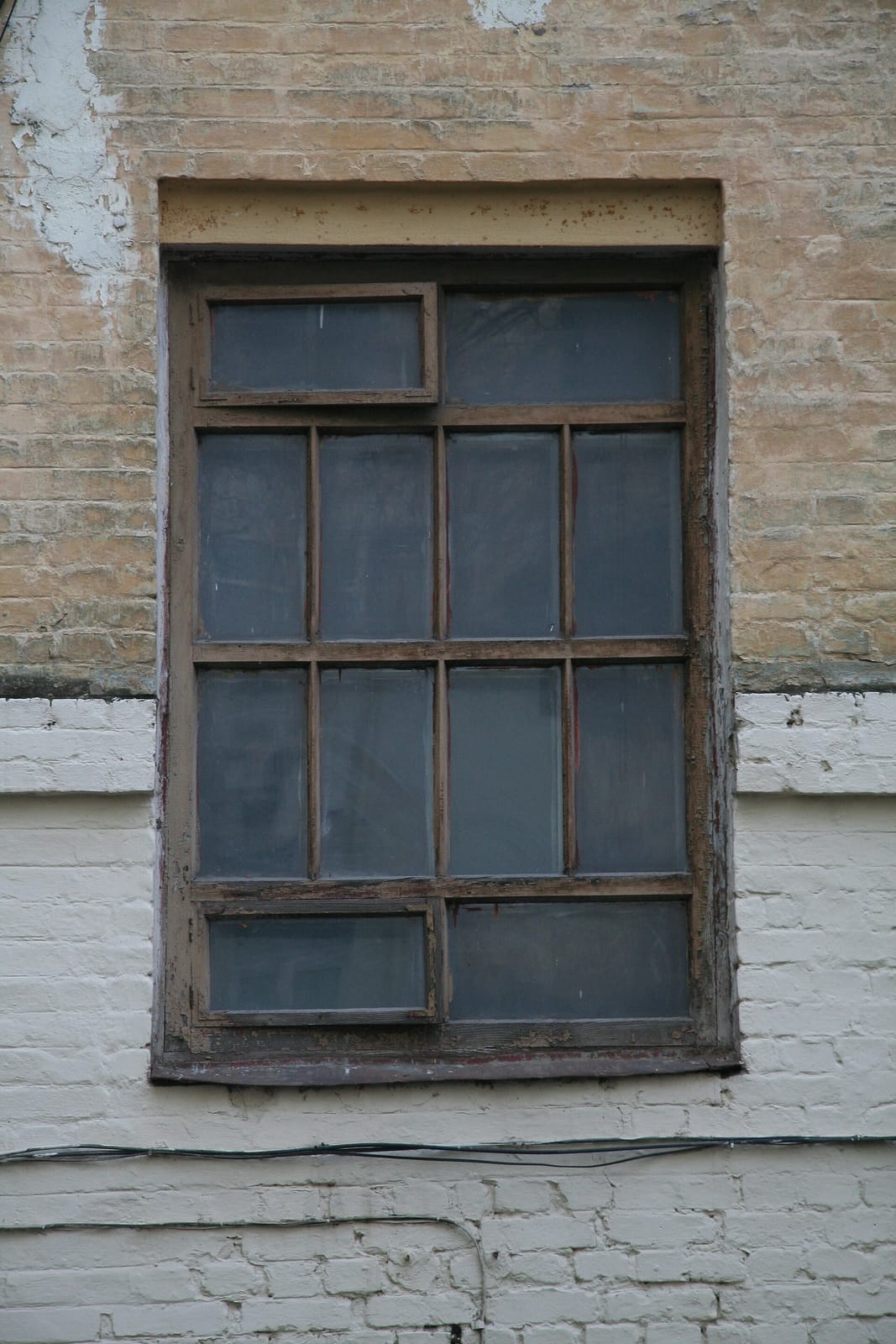 Pies @ city photo 3