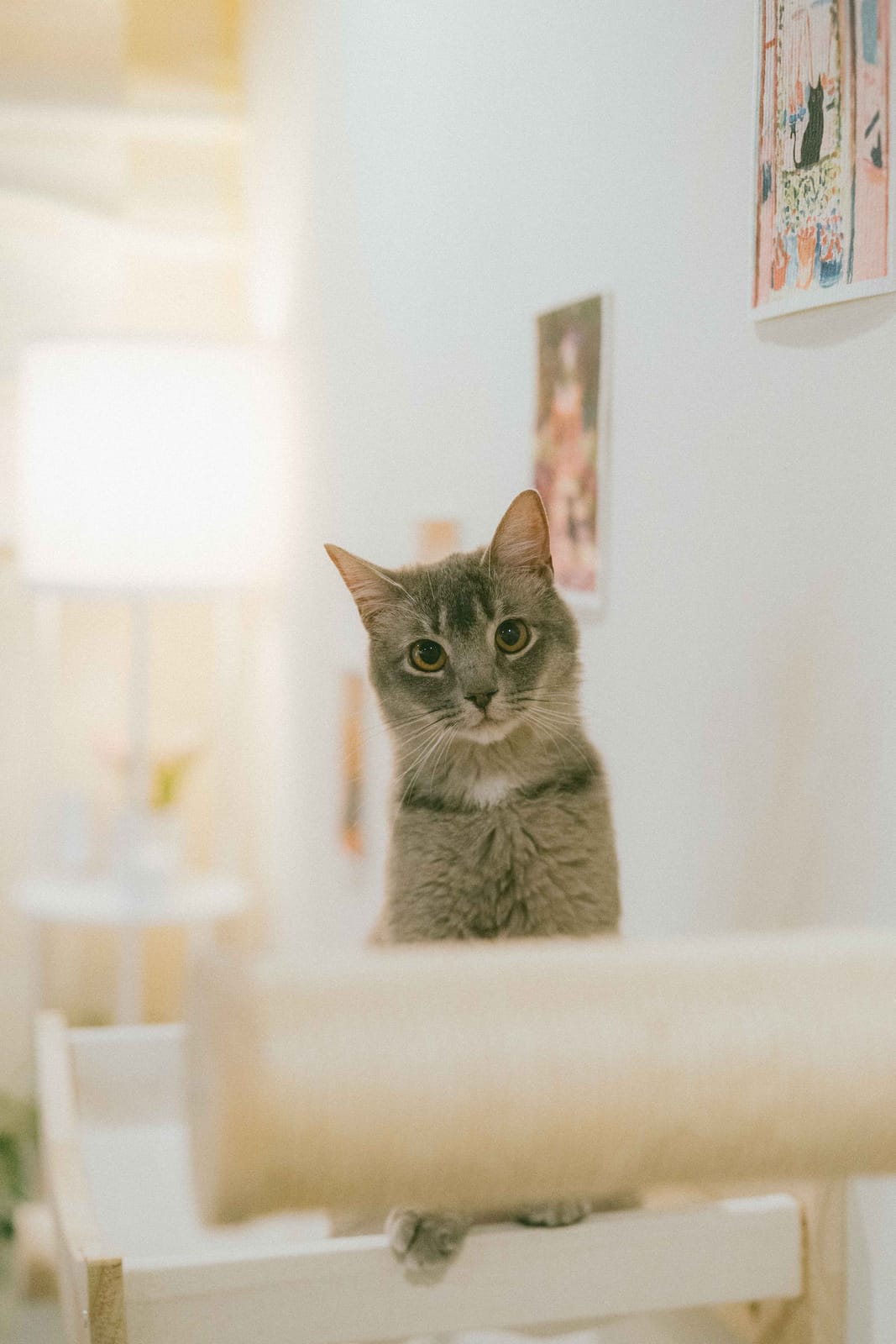 Nabi Cat Cafe photo 3