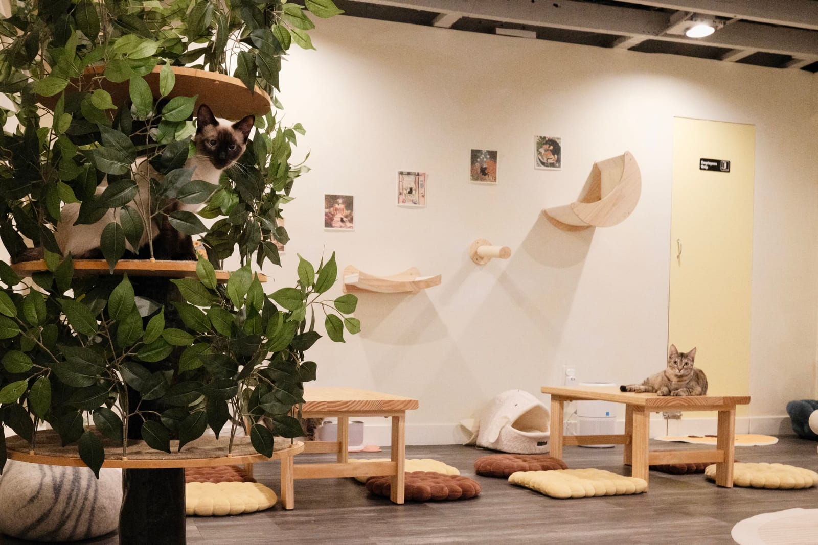 Nabi Cat Cafe photo 2