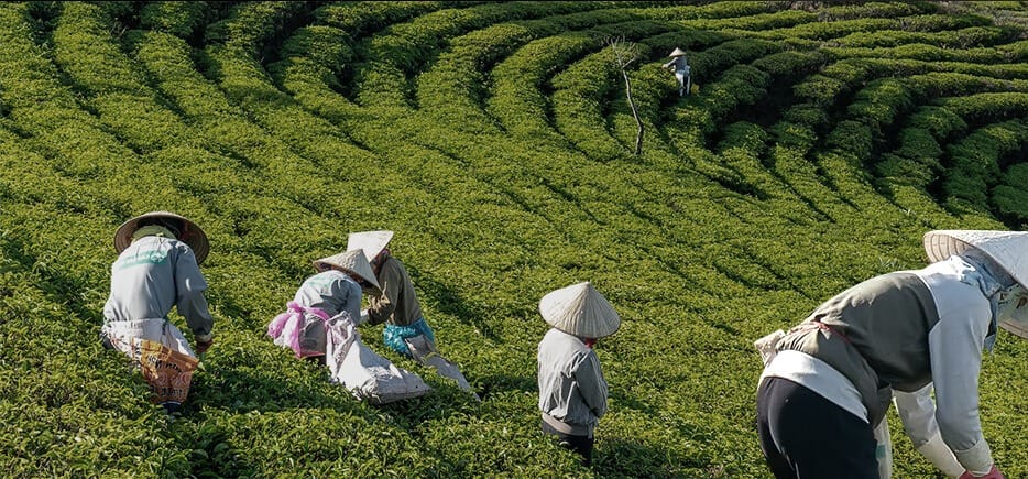 Ding Tea photo 5