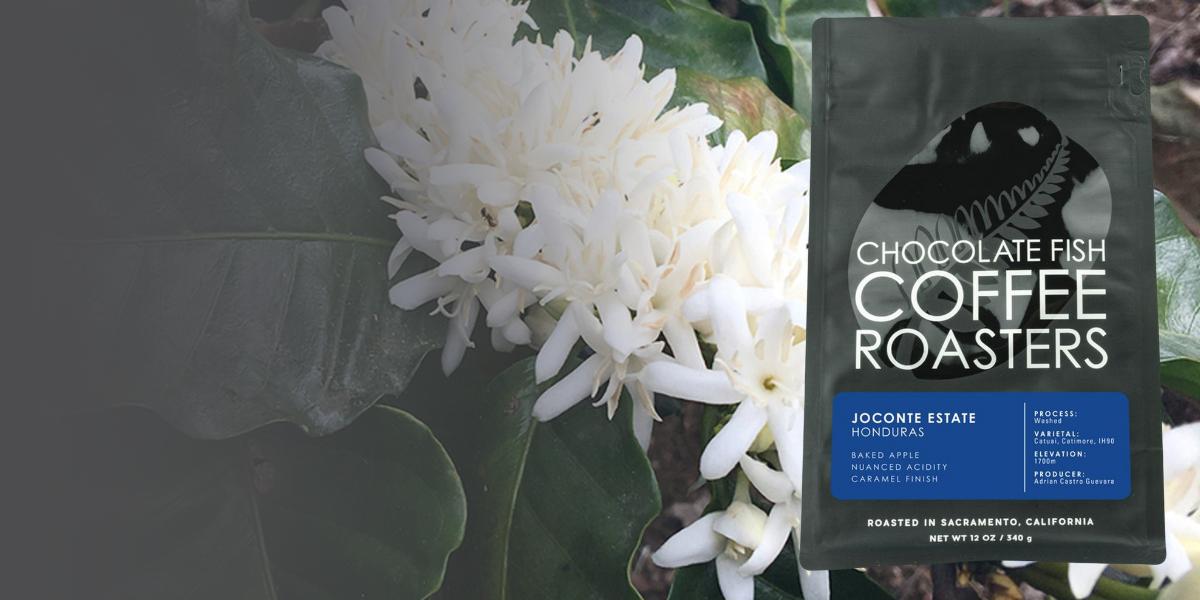 Chocolate Fish Coffee Roasters photo 2
