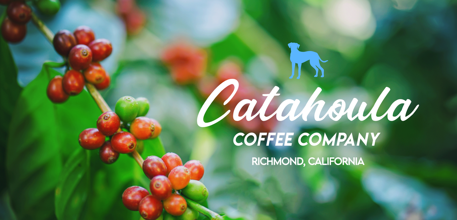 Catahoula Coffee photo 4