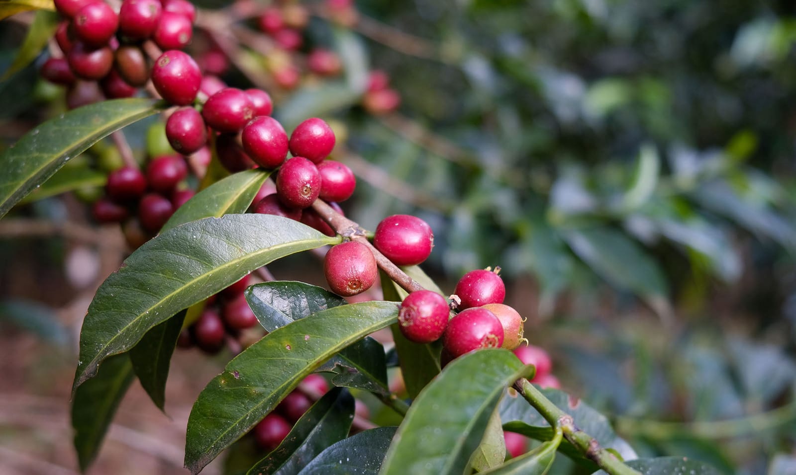 Unincorporated Coffee Roasters photo 3