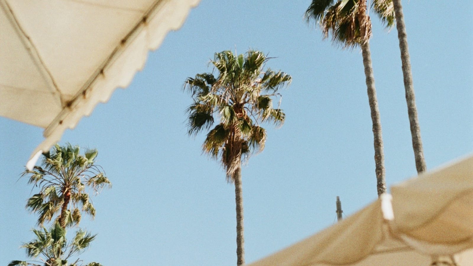 Fig Tree photo 2