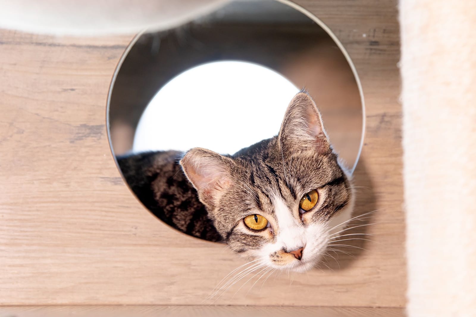 Cat & Craft Cafe photo 4