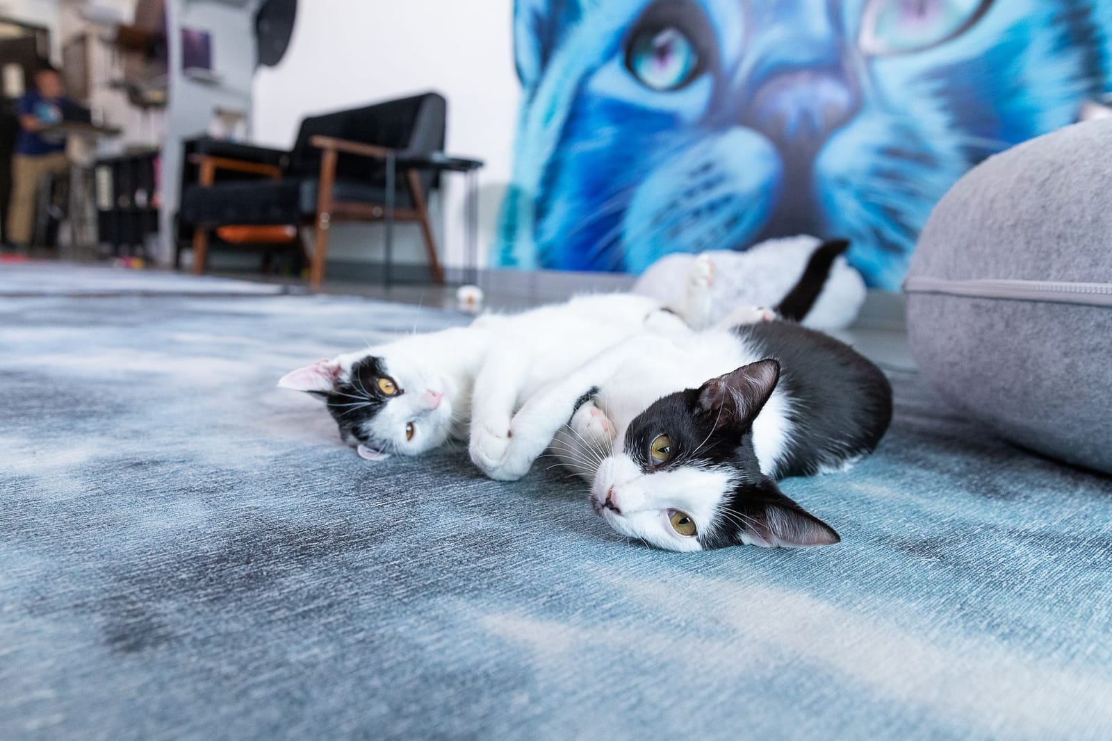 Cat & Craft Cafe photo 5