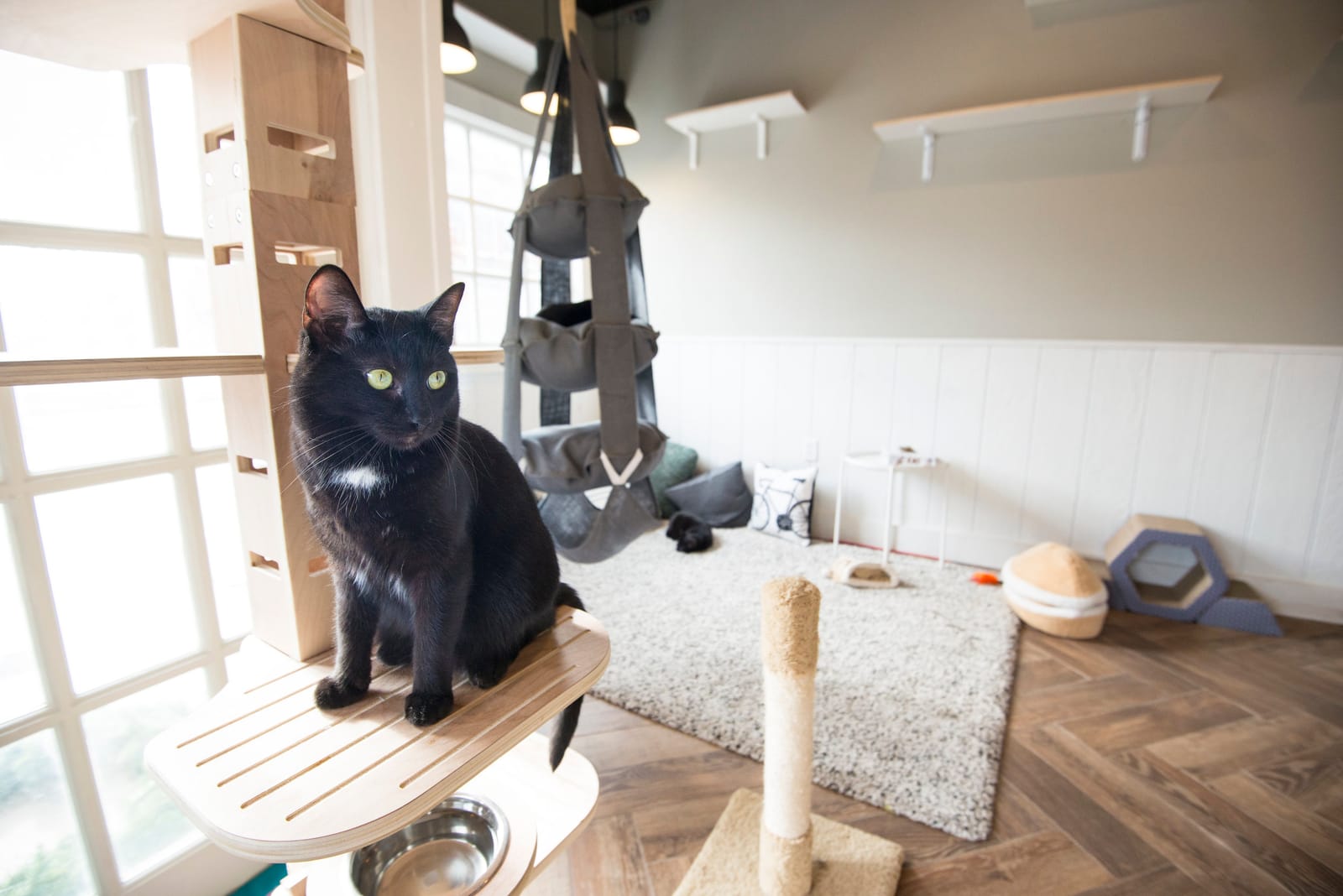 Gem City Catfe photo 4
