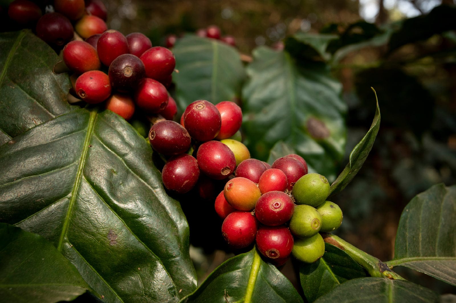 Idego Coffee Roasters photo 5