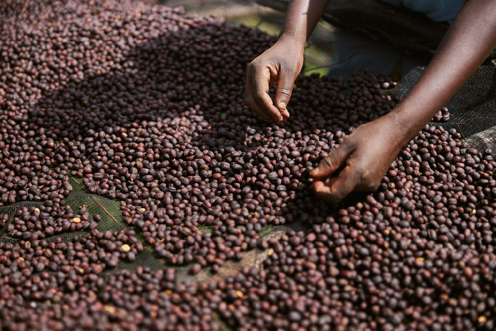 Idego Coffee Roasters photo 3