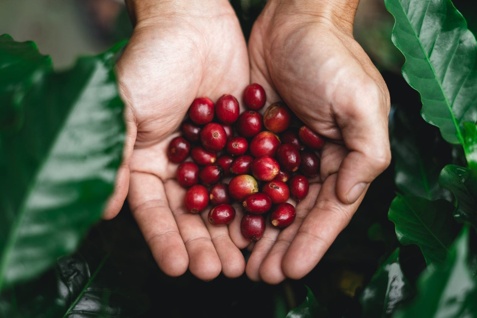 Idego Coffee Roasters photo 9
