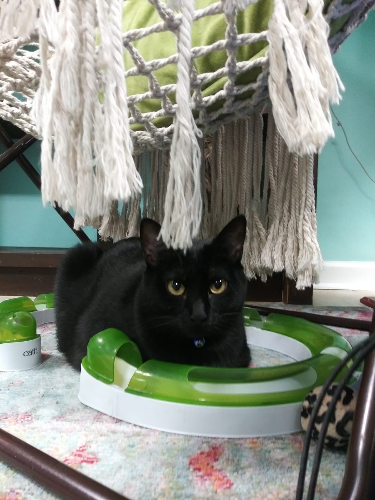 Purrmaid Cafe and Adoption Center