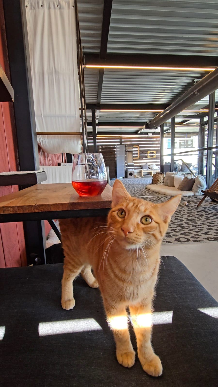 Whiskers and Wine Bar photo 2