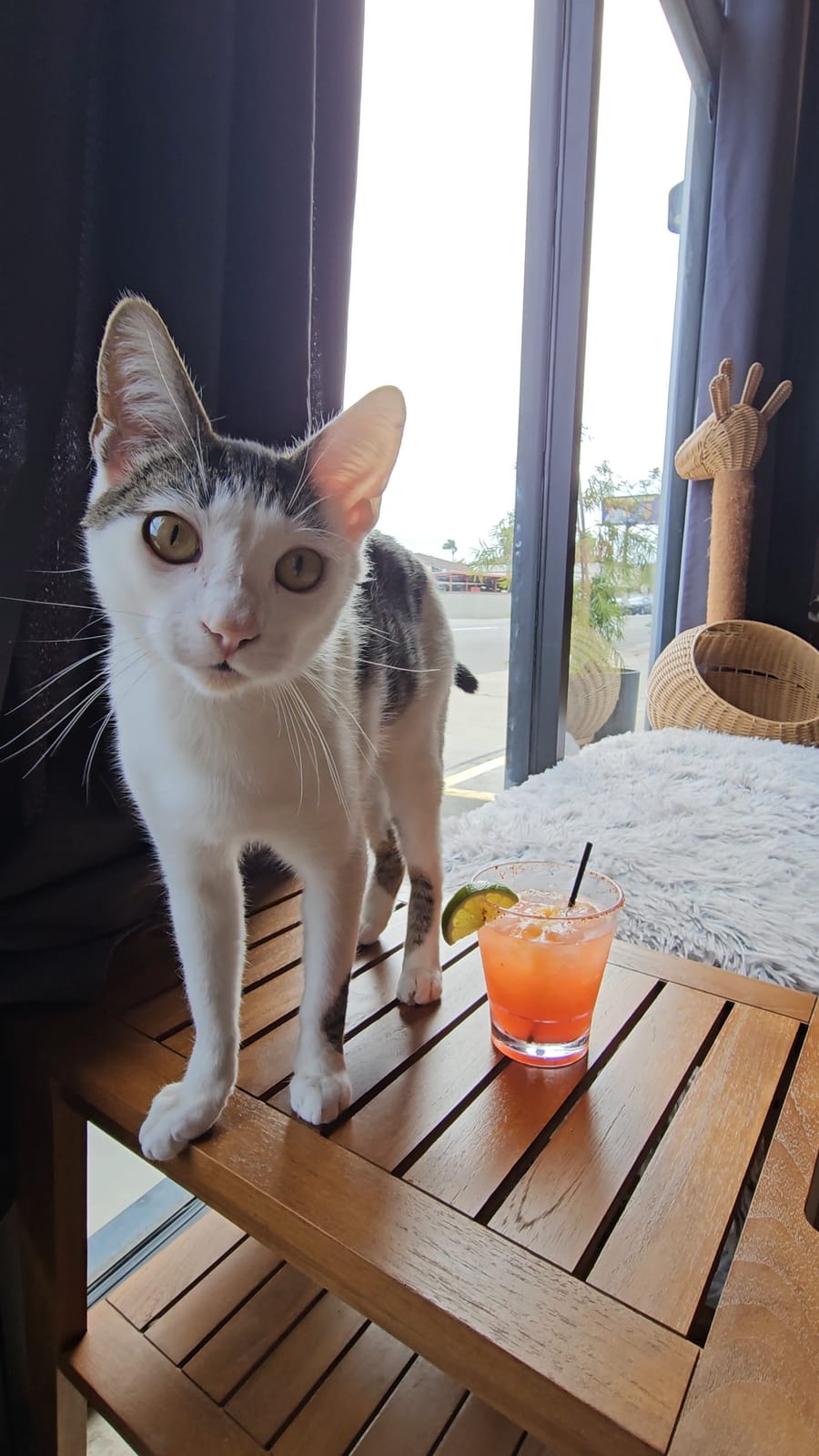 Whiskers and Wine Bar photo 4