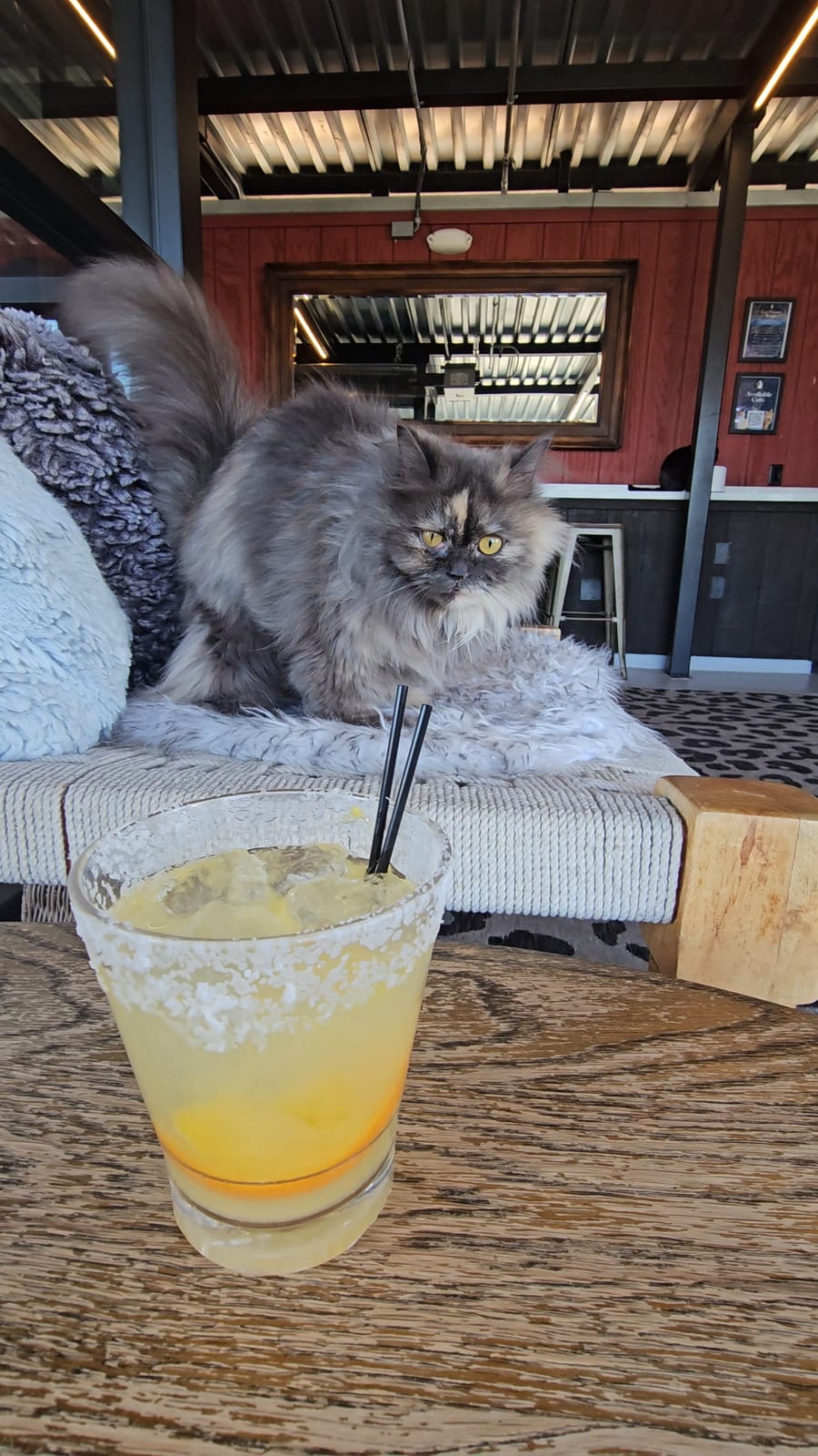 Whiskers and Wine Bar photo 6
