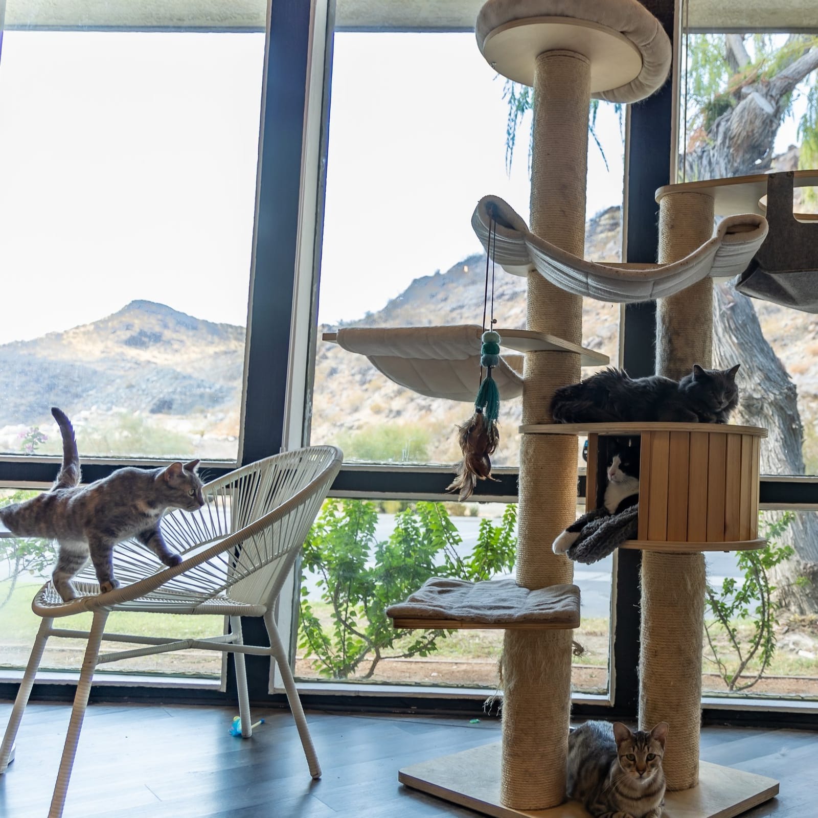 Frisky Business Palm Springs Cat Cafe