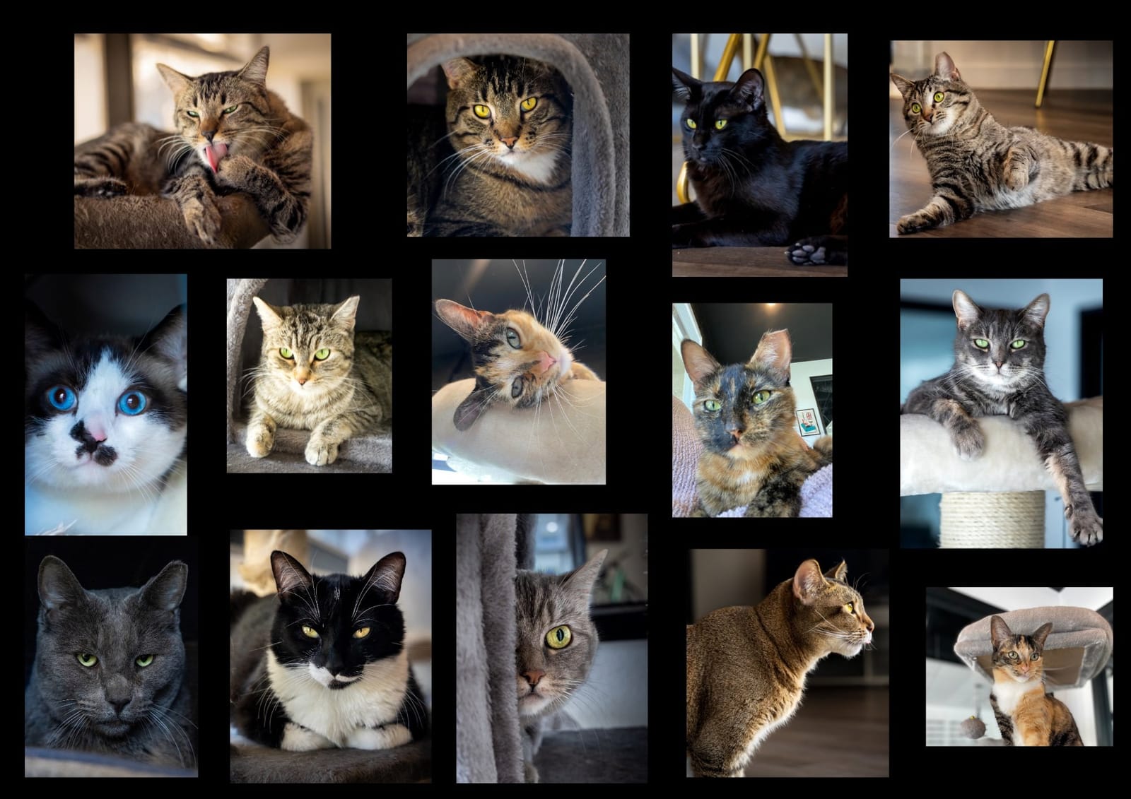 Frisky Business Palm Springs Cat Cafe photo 3
