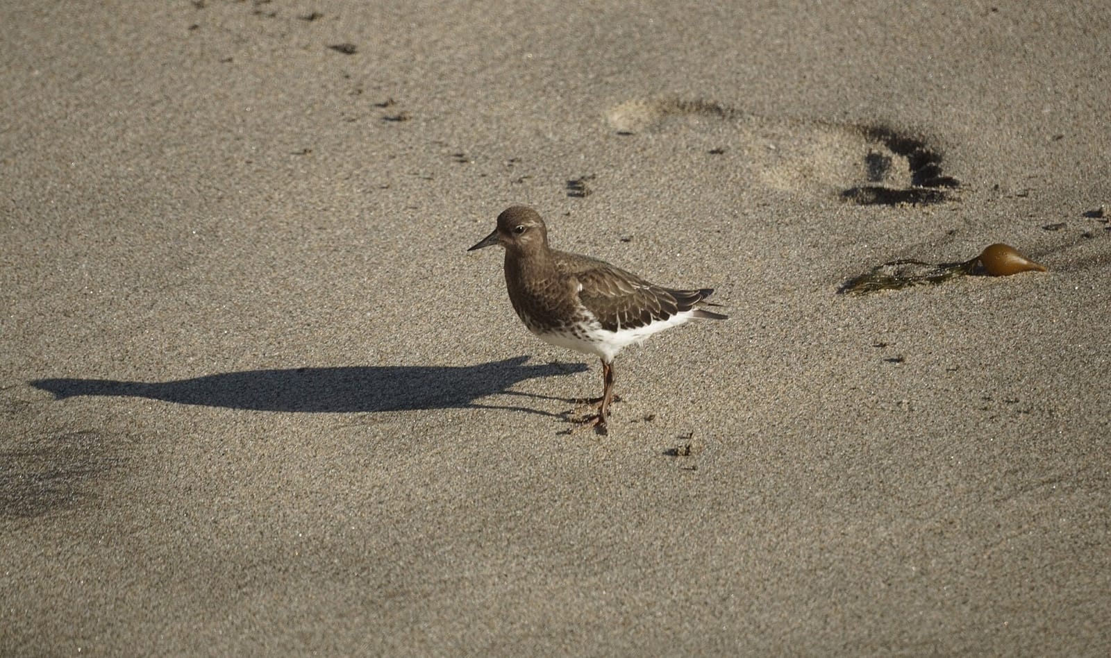 Pacific Perk photo 2