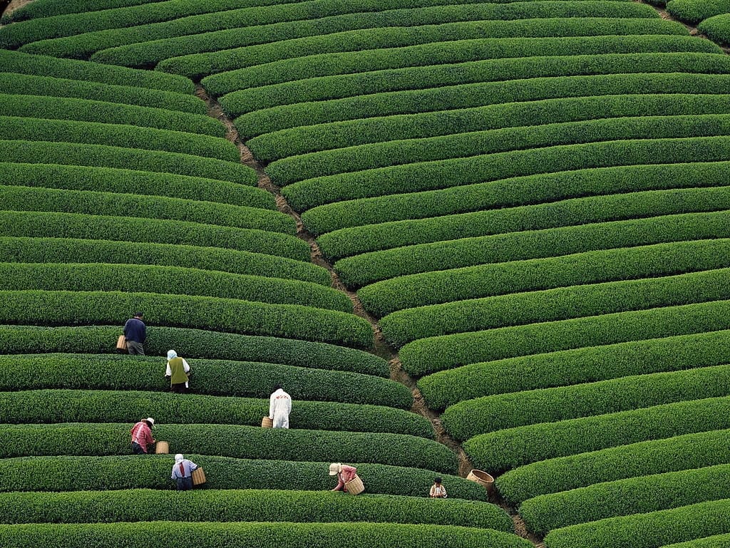 Tenju Tea House photo 8