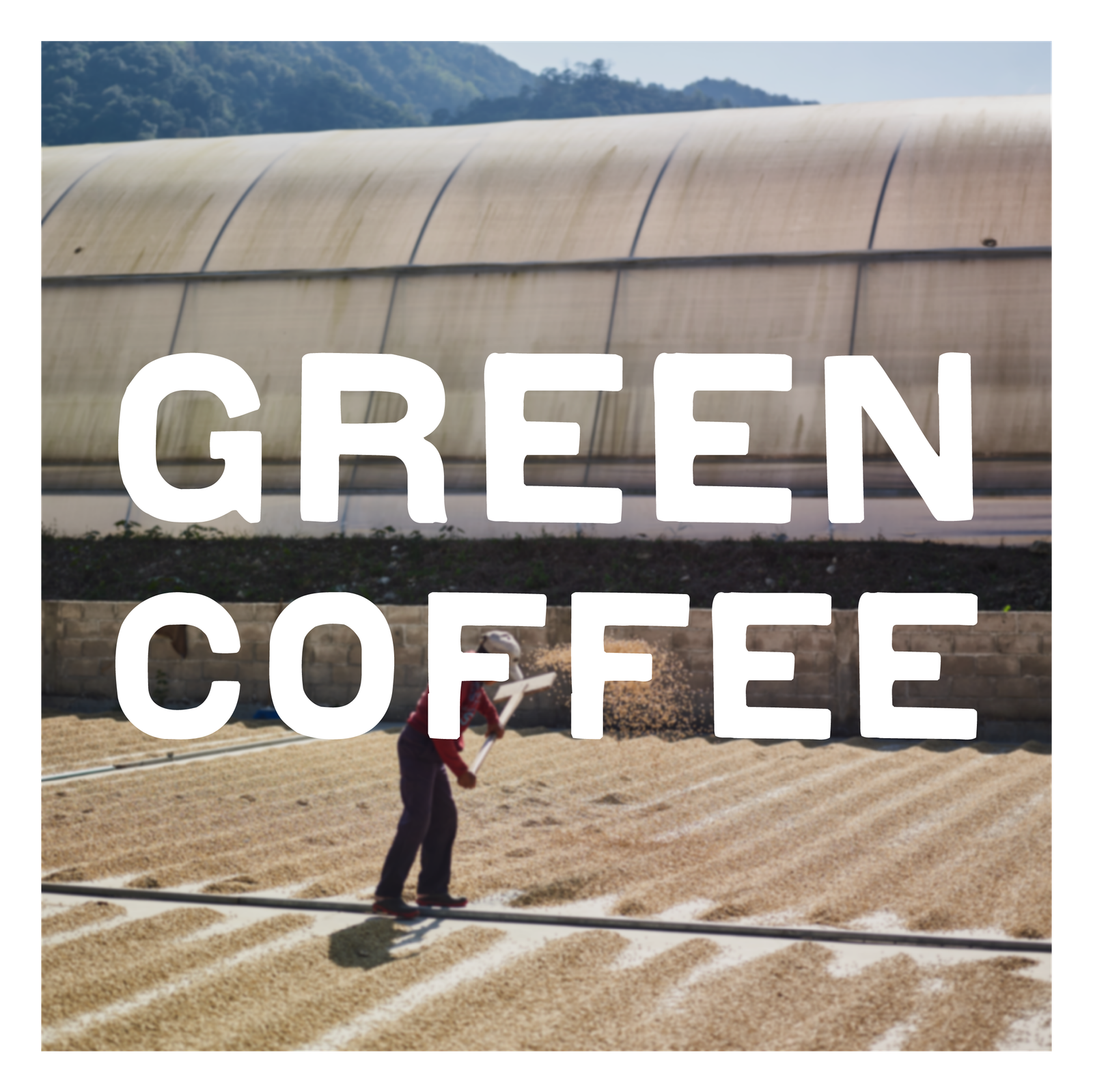 Bodhi Leaf Coffee Traders photo 5