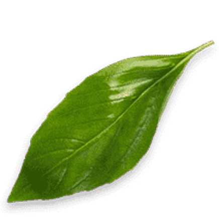Capital Tea photo 7