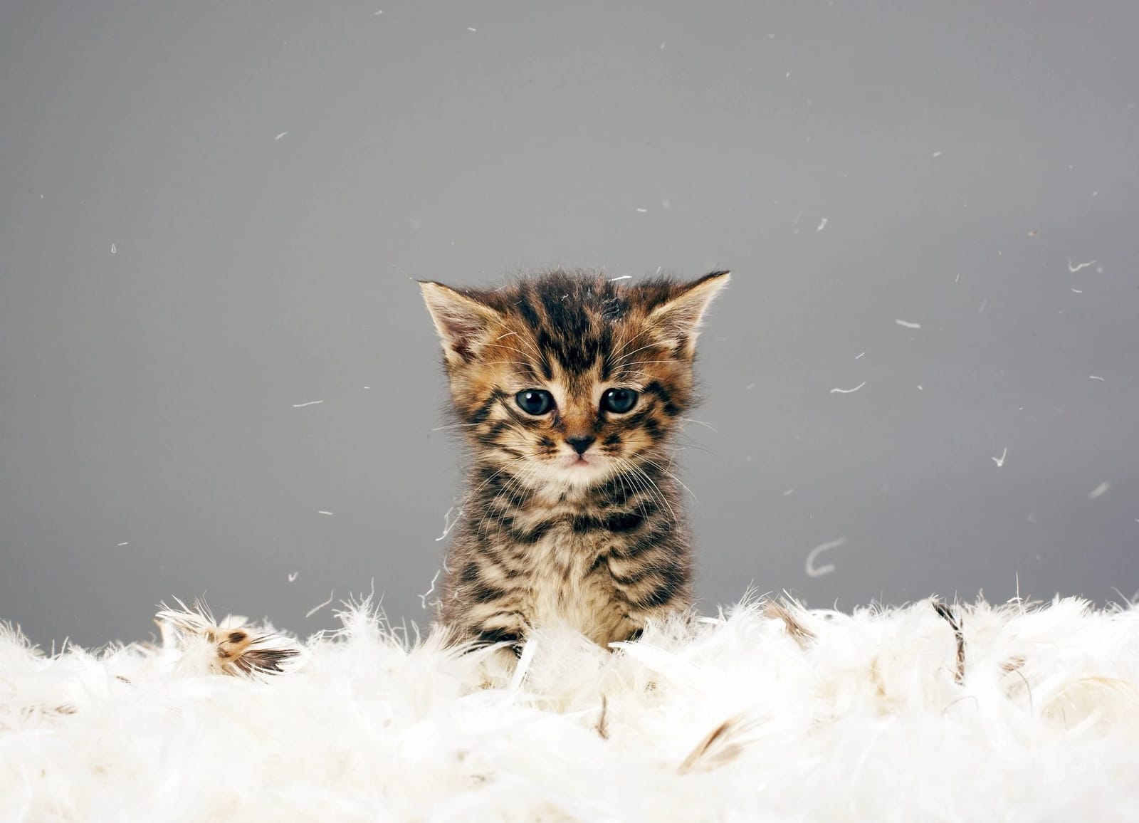 Happy Tabby Cat Café photo 2