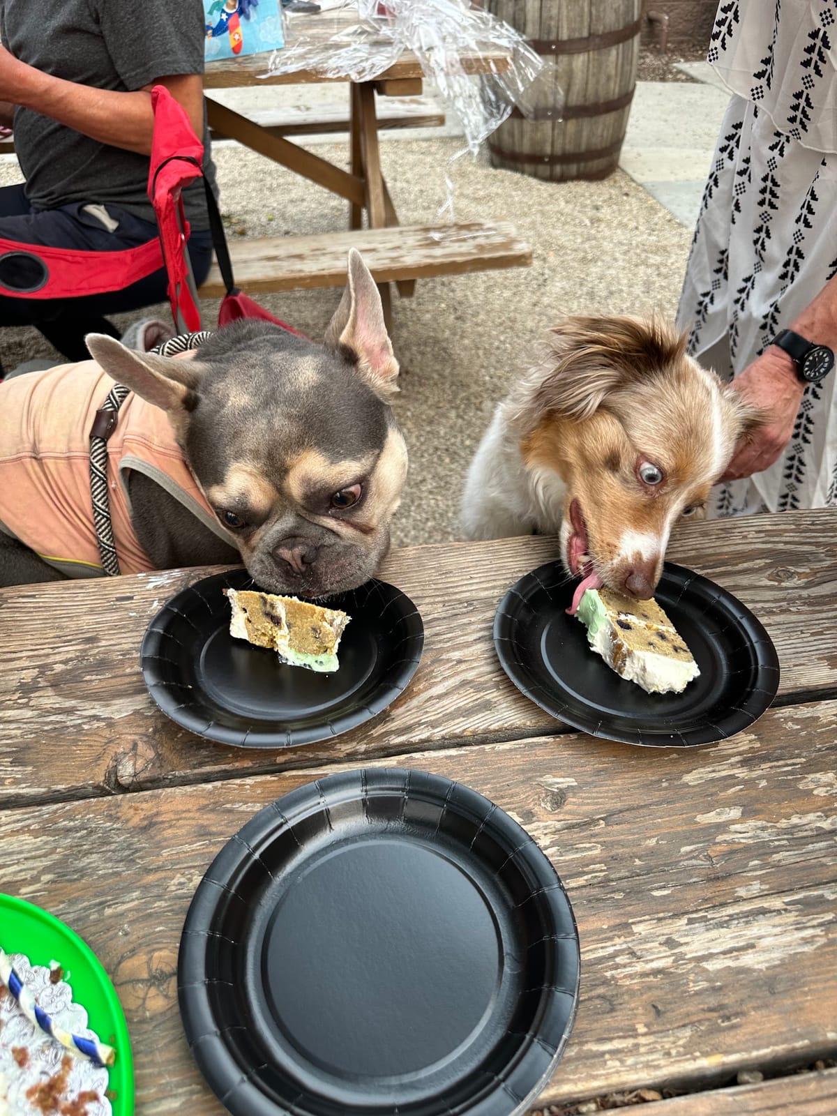 2 Pawz Up Barkery